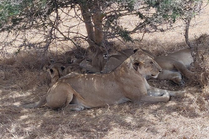 3 nights 4 Days Ruaha National Park - What the private format changes