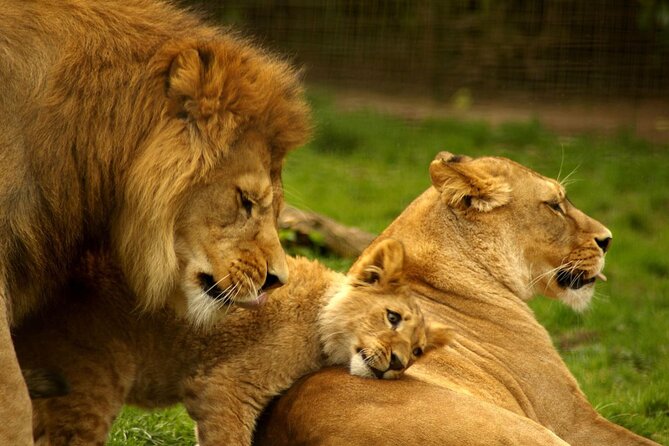 4 Day Addo Elephant National Park & Garden Route From Cape Town - Is $1,368.34 per person good value?