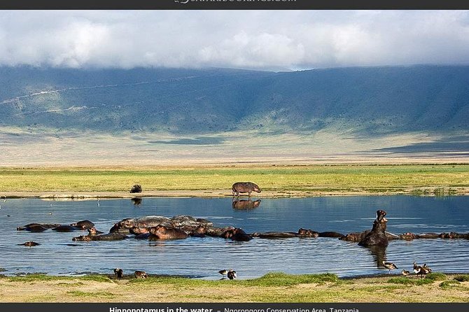 4 Day Joined Group Safari Ngorongoro, Manyara,Tarangire and Arusha National Park - Day 2: Lake Manyara’s forest, wetlands, and birds