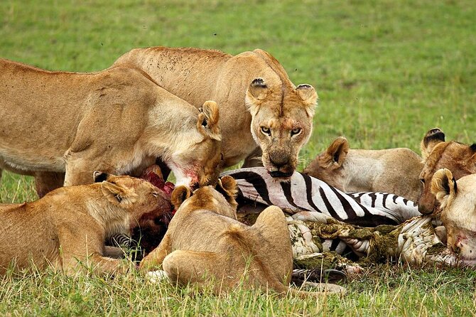 4 Day Ngorongoro Crater Tarangire and Serengeti National Park - What the $899 price really includes