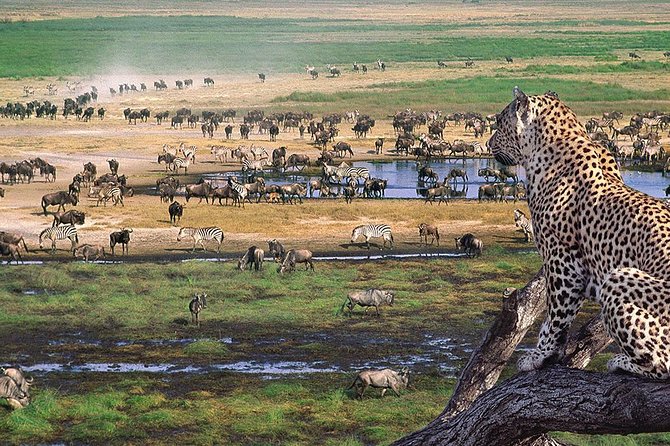 4 Day Private Camping Safari in Serengeti,Ngorongoro and Tarangire National Park - Day 2: The long road to southern Serengeti