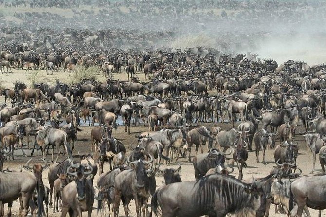 4 Day Private Camping Safari in Serengeti,Ngorongoro and Tarangire National Park - Day 3: Seronera’s predators and kopjes