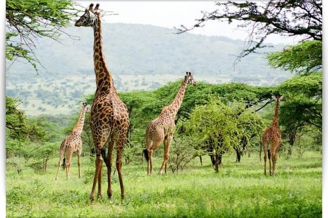 4 Day Private Camping Safari in Serengeti,Ngorongoro and Tarangire National Park - Day 4: Ngorongoro Crater before returning to Arusha