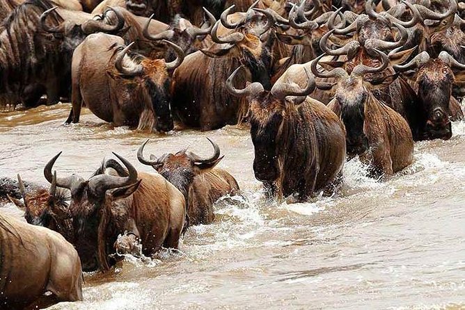 4 Day Private Camping Safari in Serengeti,Ngorongoro and Tarangire National Park - Meals, camping, and what is included