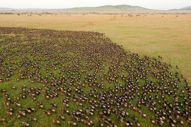 4 Day Private Camping Safari in Serengeti,Ngorongoro and Tarangire National Park - What the price means at $1,700