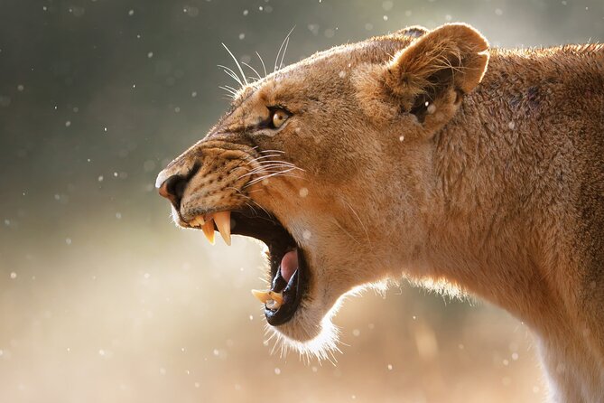 4 Day Private Wilderness Safari in Arusha - Three famous parks in four demanding days
