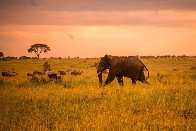 4 Day Private Wilderness Safari in Arusha - Is $1,861 good value?
