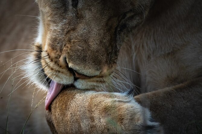 4 Day Private Wilderness Safari in Arusha - Day 2: from Mto wa Mbu to the Serengeti plains