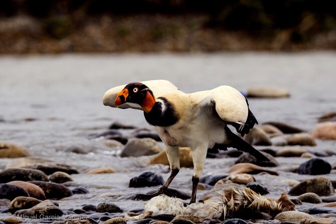 4 Day Tour to the Manu National Park - Why the long road from Cusco is part of the experience
