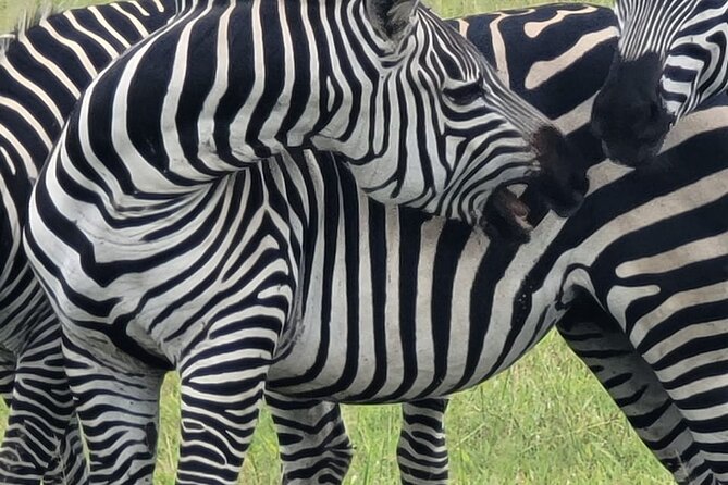 4 Days 3 Nights Safari to Mikumi National Park - Why Mikumi works from Dar es Salaam