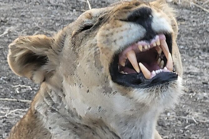 4 Days 3 Nights Safari to Mikumi National Park - Meals, lodging, and what the price covers