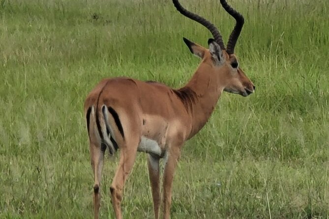 4 Days 3 Nights Safari to Mikumi National Park - A Maasai village or waterfall visit