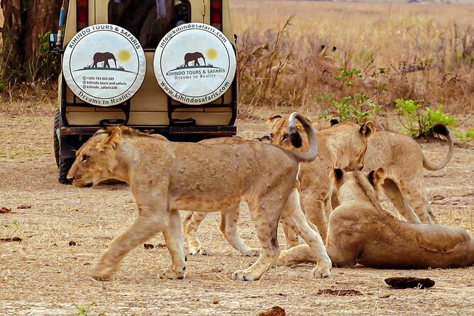 4 Days 3 Nights Safari to Mikumi National Park - Who will get the most from this safari