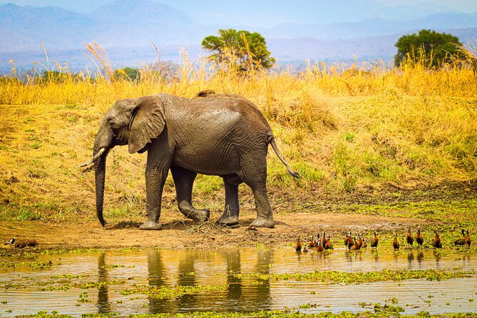 4 Days 3 Nights Safari to Mikumi National Park - Practical details before departure