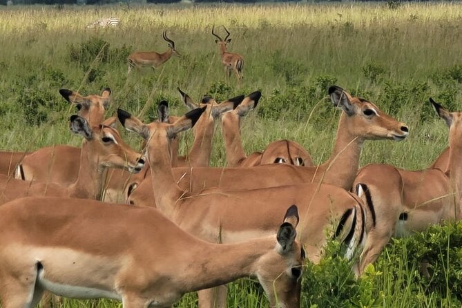 4 Days 3 Nights Safari to Mikumi National Park - What the four days are likely to feel like