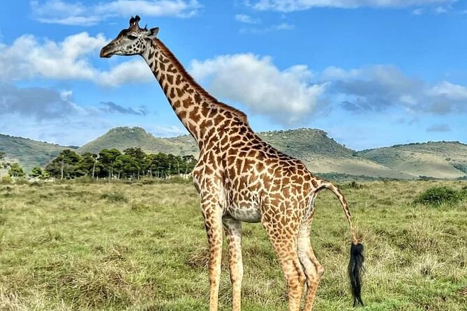 4 Days 3 Nights Selous (Nyerere national park) & Mikumi Adventure - Day 4: One last game drive, then back to Dar