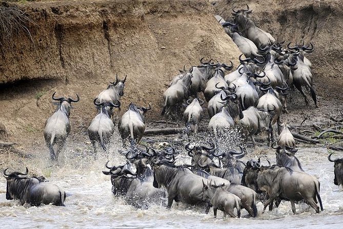 4 days Join Group safari in Serengeti, Ngorongoro and Lake Manyara National Park - Three parks in four days from Arusha