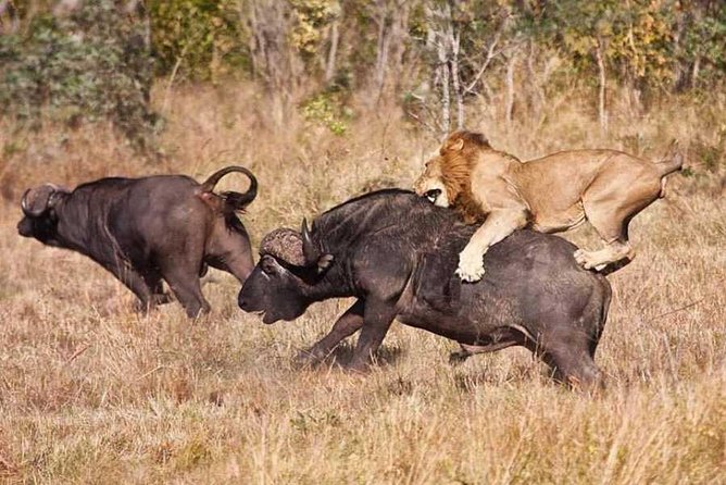 4 days Join Group safari in Serengeti, Ngorongoro and Lake Manyara National Park - What the vehicle and group size mean
