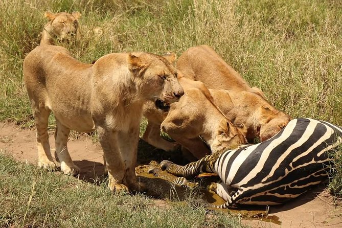 4 Days Joined Group Safari Serengeti,Ngorongoro and Tarangire National Parks - Day 1: Tarangire’s baobabs and elephant country