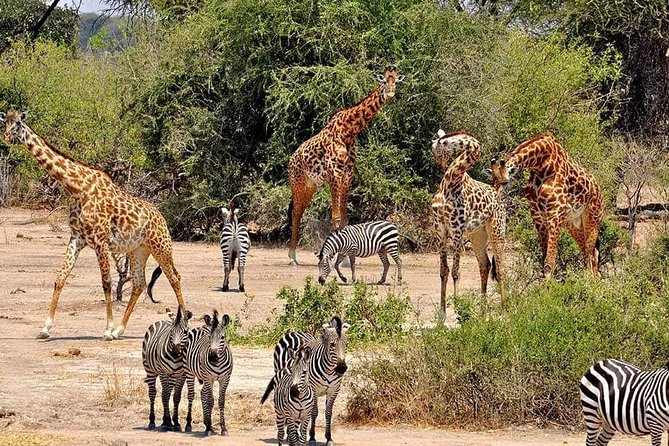 4 Days Joined Group Safari Serengeti,Ngorongoro and Tarangire National Parks - Day 4: Ngorongoro Crater and the final wildlife search