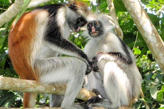 4 Days Joined Group Safari Serengeti,Ngorongoro and Tarangire National Parks - Camping, meals, and what the price covers