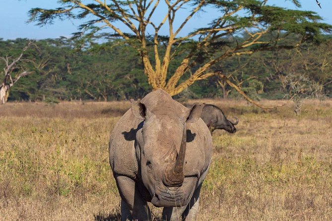 4 Days Joined Group Safari Serengeti,Ngorongoro and Tarangire National Parks - Who will enjoy this safari most