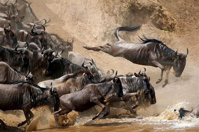4 Days Joined Group Safari Serengeti,Ngorongoro and Tarangire National Parks - Day 2: From Tarangire to the southern Serengeti