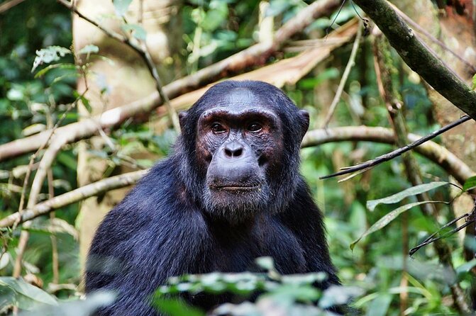 4 Days Mikumi & Udzungwa National Parks Safari - Key points to know before booking