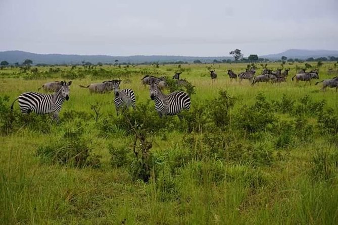 4 Days Mikumi & Udzungwa National Parks Safari - Day three: a full day in Mikumi National Park