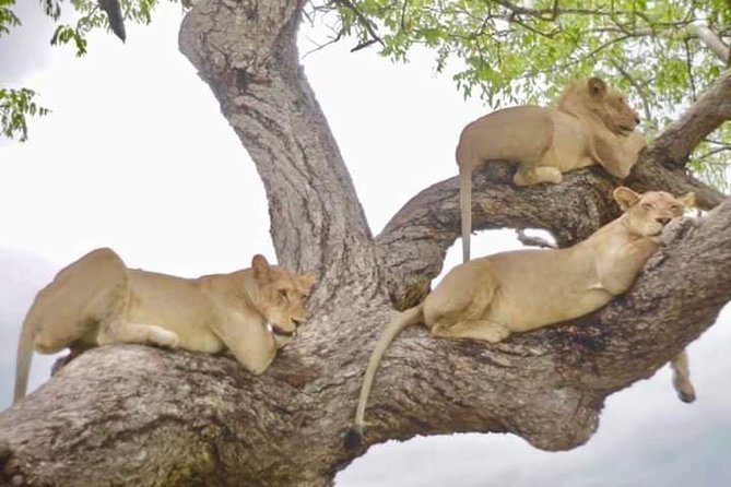 4 Days Mikumi & Udzungwa National Parks Safari - What you may see in Mikumi