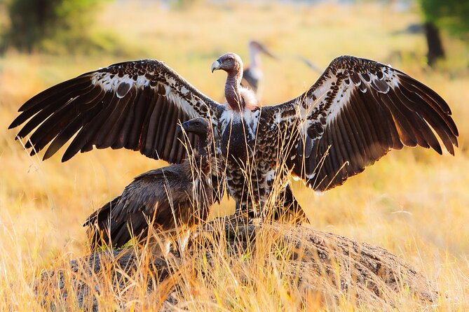 4 Days Private Arusha National Park, Serengeti, Ngorongoro Tour - How the $840 price measures up