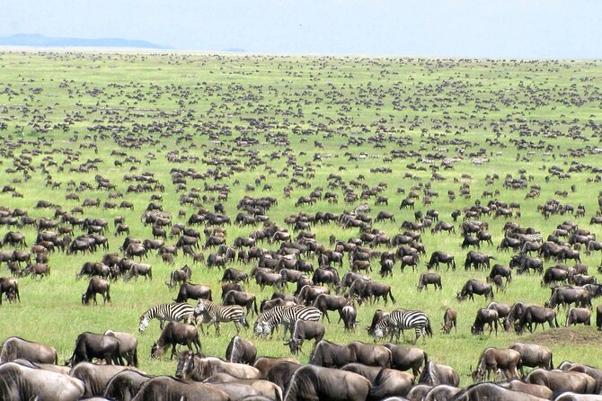 4 Days Tanzania National Parks Private Safari from Zanzibar - What the private arrangement really adds