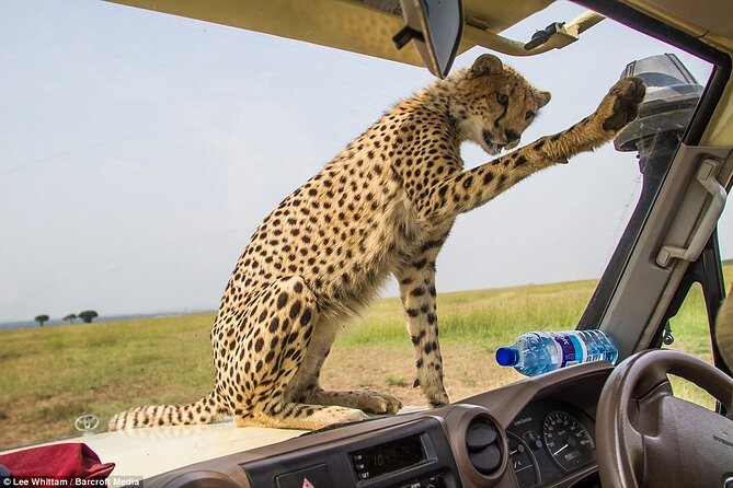 4 Days Tanzania National Parks Private Safari from Zanzibar - Meals, lodging, and what you still pay for