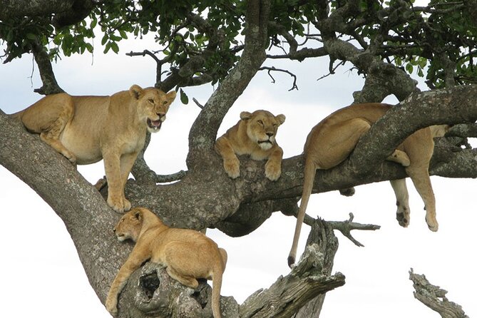 4 Days Tanzania National Parks Private Safari from Zanzibar - Who should book this four-day route