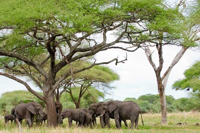 4 Days Tanzania National Parks Private Safari from Zanzibar - Should you book it?