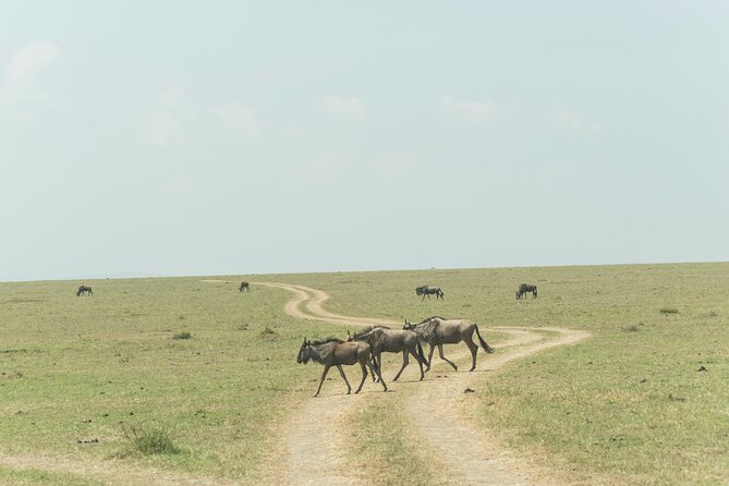 4-Days Tour to Tanzania National parks - Three parks in four days, with plenty of time in the vehicle