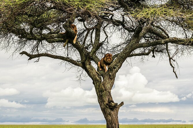 4-Days Tour to Tanzania National parks - Day 3: A morning drive, Olduvai Gorge, and the move toward Ngorongoro