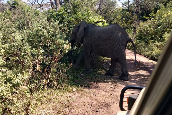 4-Days Tour to Tanzania National parks - Day 4: Down into the Ngorongoro Crater
