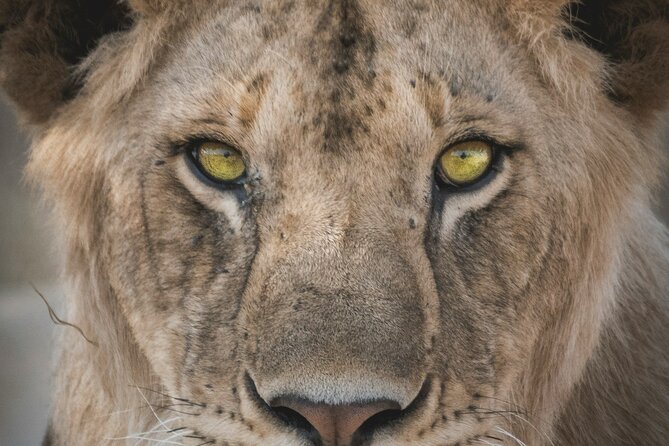 4-Days Tour to Tanzania National parks - Timing, pickup, and practical details