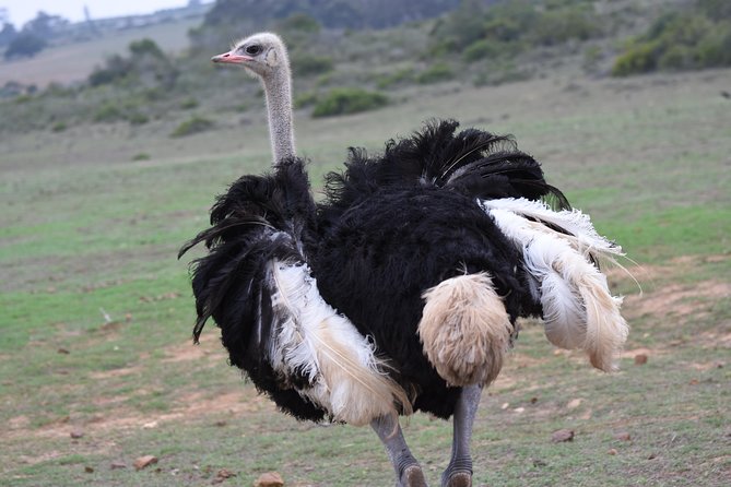 5 Day Garden Route Tour and Addo Elephant National Park - Accommodation, meals, and transport