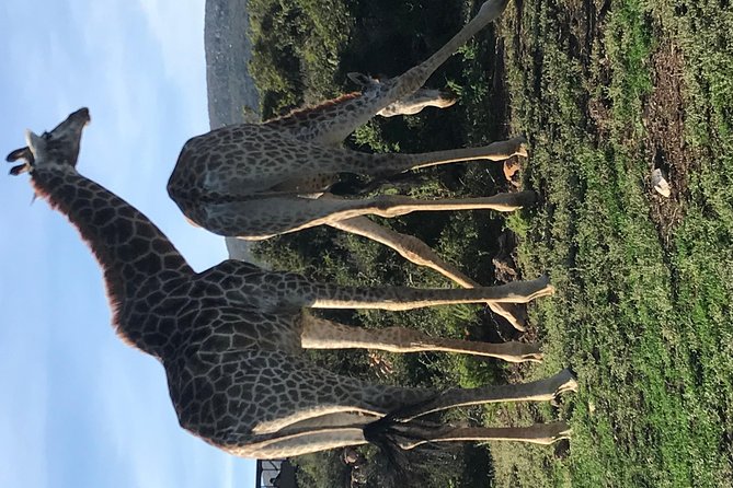 5 Day Garden Route Tour and Addo Elephant National Park - Day 3: Tsitsikamma forest and Addo elephant country