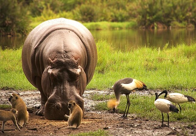 5-Day Safari Tour in 3 National Parks - From Diani Beach to the red soil of Tsavo West