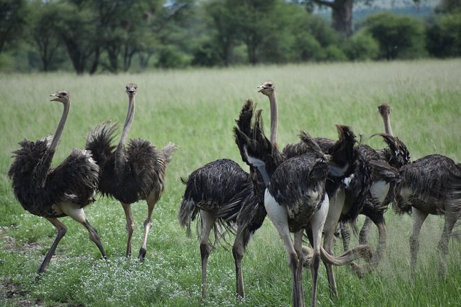 5 DAYS BUDGET SAFARI ( Tarangire, Ngorongoro Crater & Serengeti National parks) - What this five-day safari actually offers