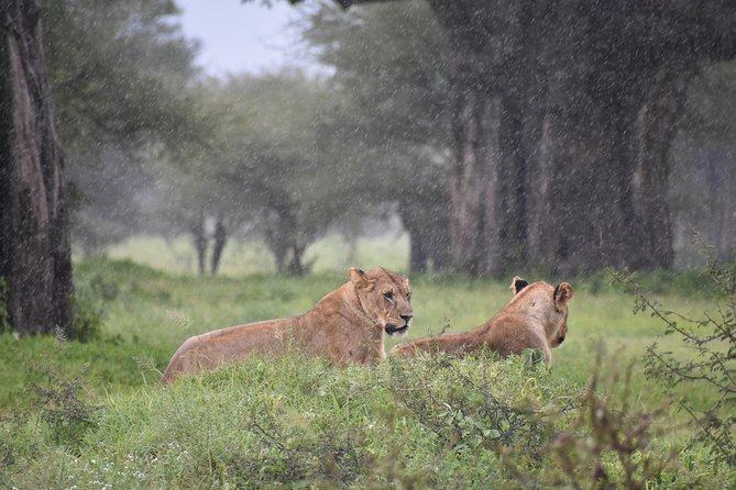 5 DAYS BUDGET SAFARI ( Tarangire, Ngorongoro Crater & Serengeti National parks) - Serengeti at sunrise