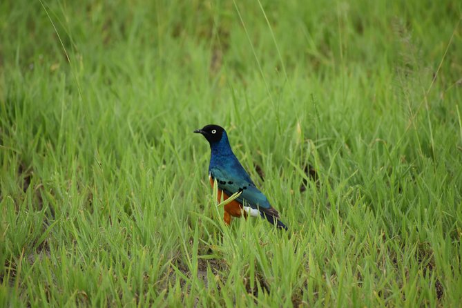 5 DAYS BUDGET SAFARI ( Tarangire, Ngorongoro Crater & Serengeti National parks) - Ngorongoro Crater from the early descent