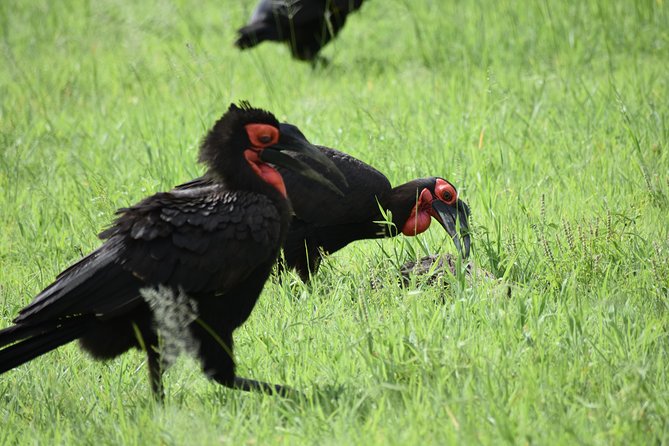 5 DAYS BUDGET SAFARI ( Tarangire, Ngorongoro Crater & Serengeti National parks) - What the $950 price means