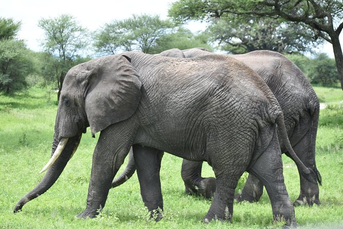 5 DAYS BUDGET SAFARI ( Tarangire, Ngorongoro Crater & Serengeti National parks) - Arrival day in Arusha