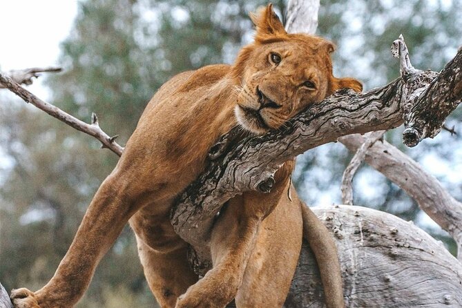 5-Days Selous Game Reserve and Mikumi National Park Tour - Day 4: From Nyerere through the Uluguru Mountains to Mikumi