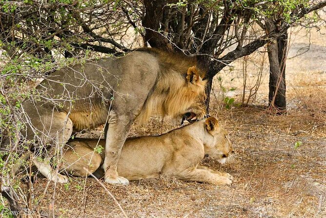 5-Days Selous Game Reserve and Mikumi National Park Tour - Day 5: Returning to Dar es Salaam with an optional Maasai visit