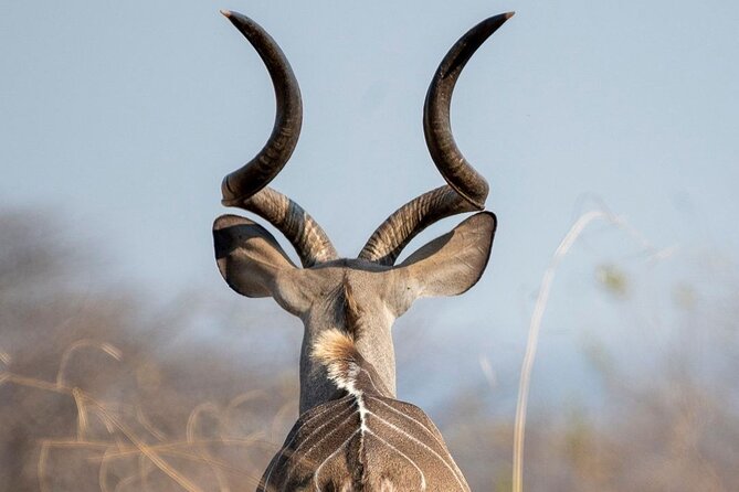 5-Days Selous Game Reserve and Mikumi National Park Tour - Day 2: A walking safari with an armed ranger